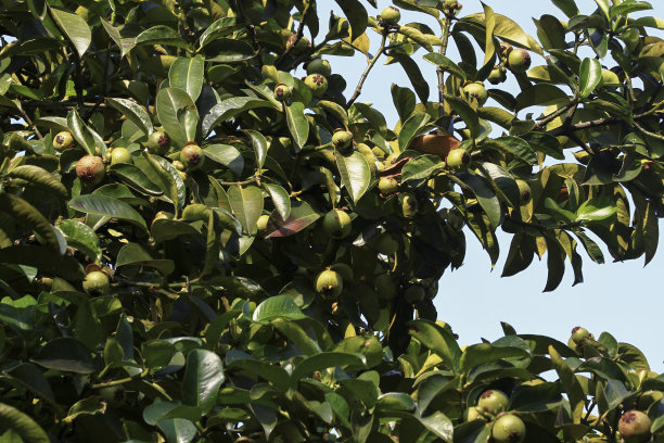 山竹的果实长在树枝上。图片下载