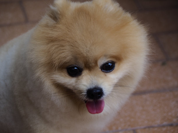 博美犬脸部特写图片下载