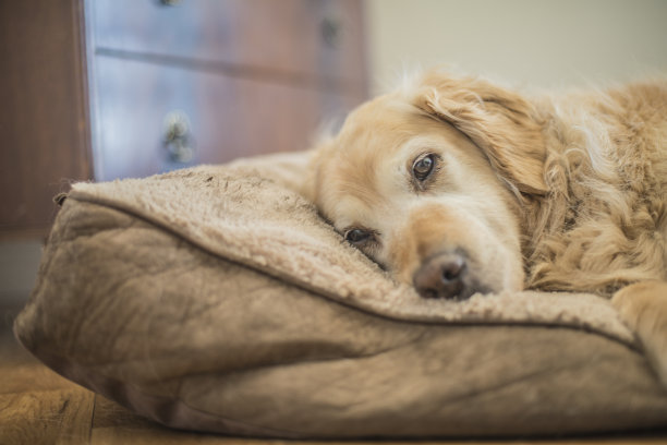 楼梯下休息的狗图片下载