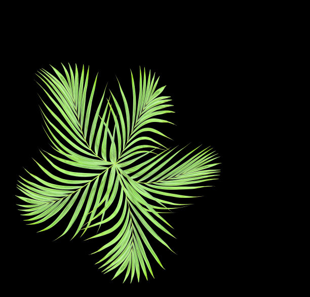 棕榈叶为背景图片下载