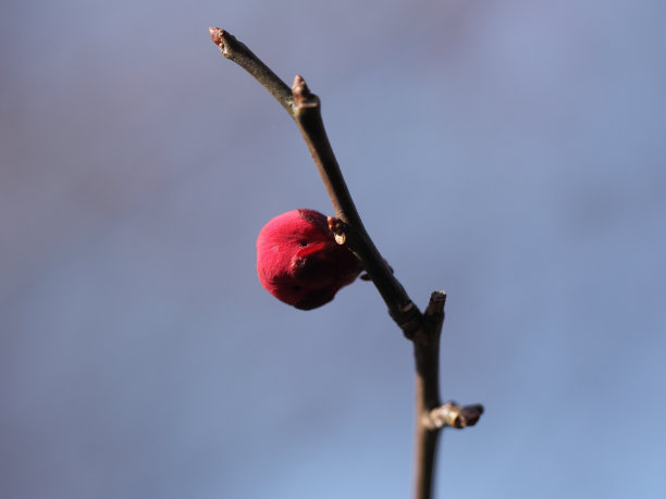乌姆芽图片下载