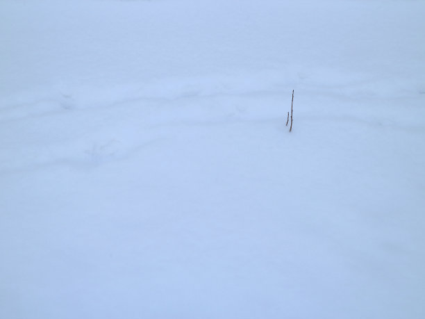 雪中的痕迹图片下载