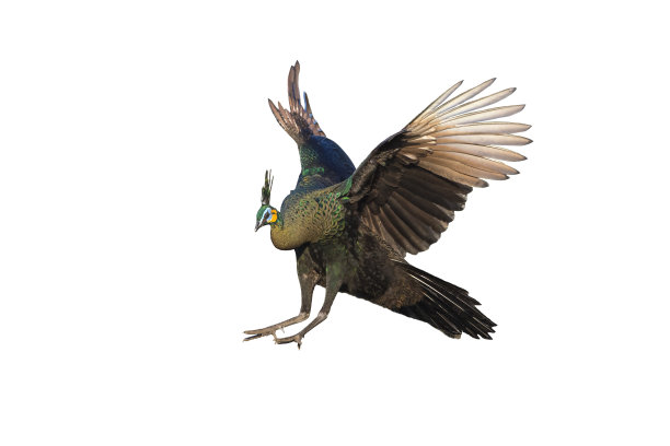 孔雀飞图片下载