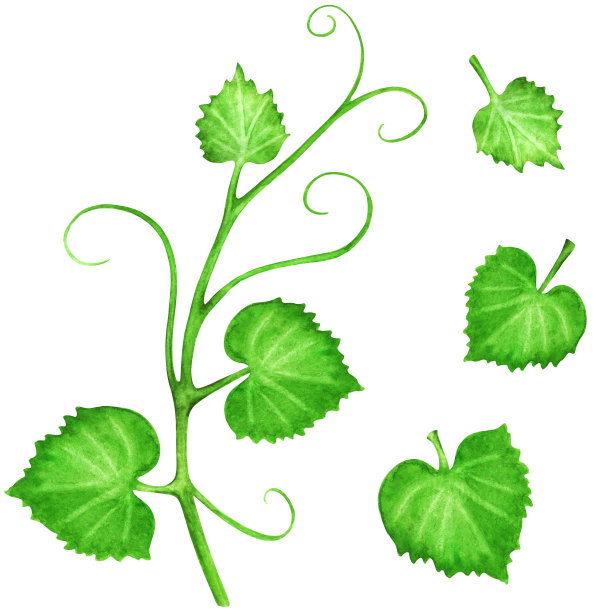 水彩绿色藤和叶集图片下载