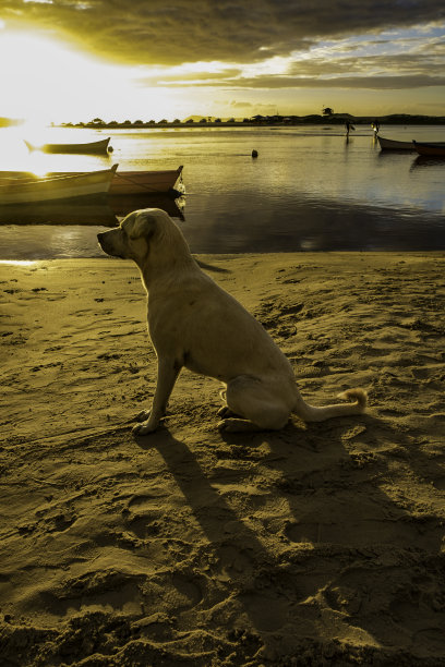 巴西圣卡塔琳娜，瓜尔达·多·恩博海滩上的一只狗图片下载