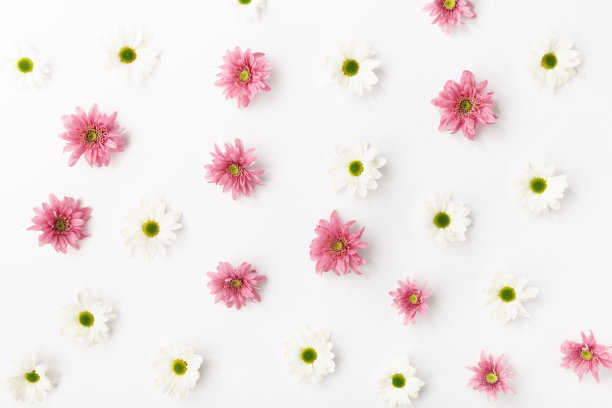 俯视图的抽象放置白色和粉红色的花蕾在白色的背景。图片下载