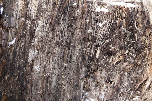 旧木的质感图片下载