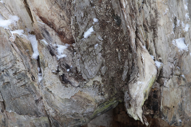 旧木的质感图片下载