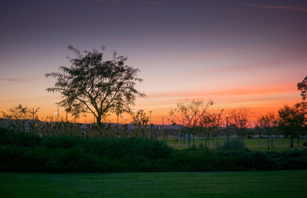 树、草和日落图片下载