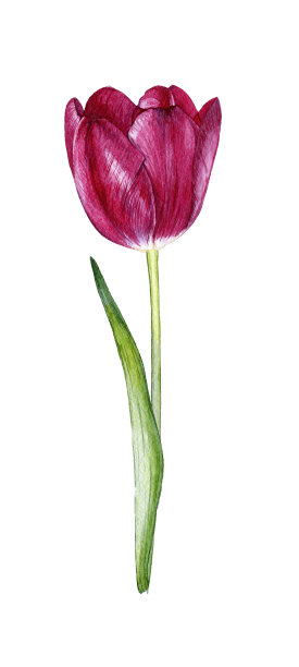 手绘水彩郁金香图片下载