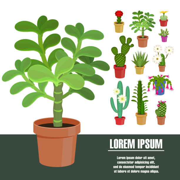 盛开的仙人掌。图片下载