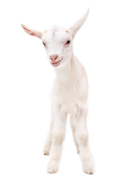 一只全身雪白的小山羊的肖像图片下载