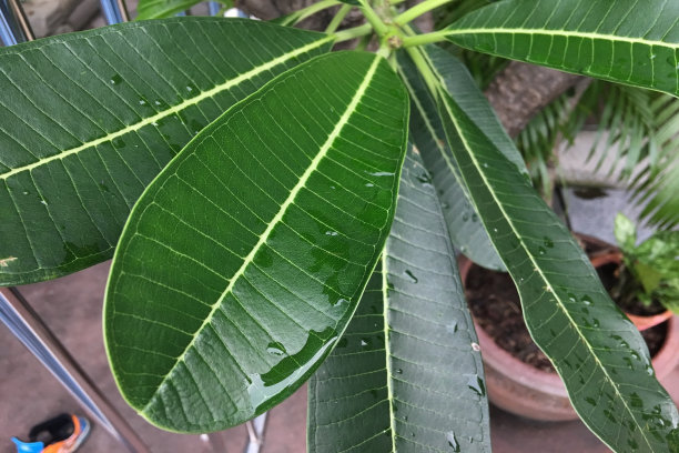 花园里的树叶闭合了。图片下载