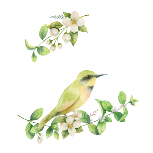 水彩矢量花环与鸟和花茉莉孤立在一个白色的背景。素材图片