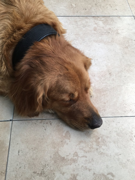 睡觉的狗图片下载