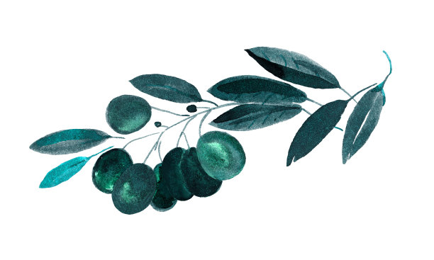 橄榄枝，橄榄，小品，地中海食物图片下载