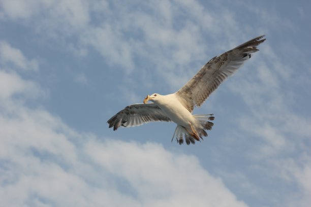 一只成年海鸥飞过蓝天和白云。图片下载