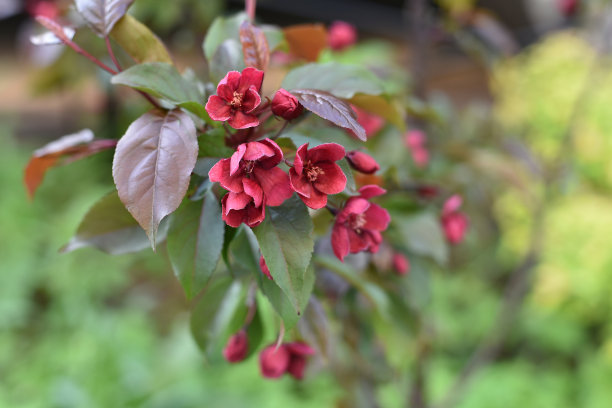 苹果树的花图片下载