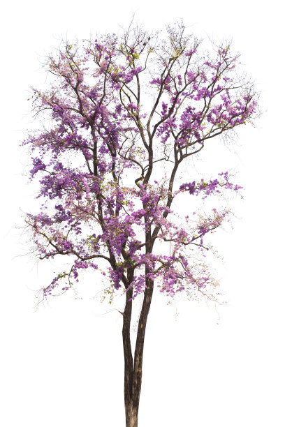 春天的花。Lagerstroemia花束月季。花的树。图片下载