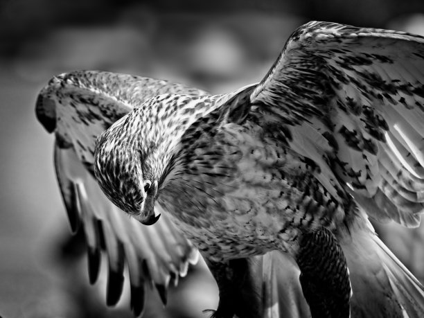 在B&W车里，带着翅膀往下看图片下载