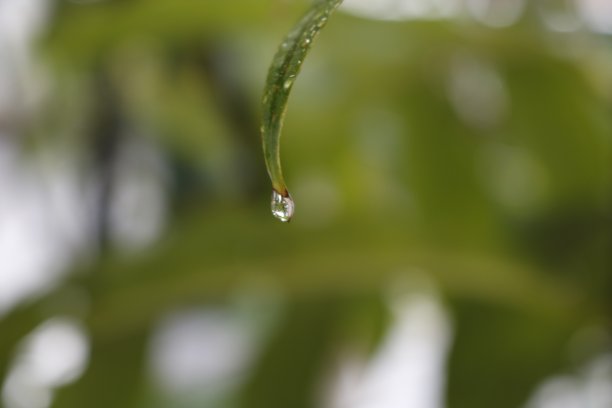 雨滴在大自然中的细节图片下载