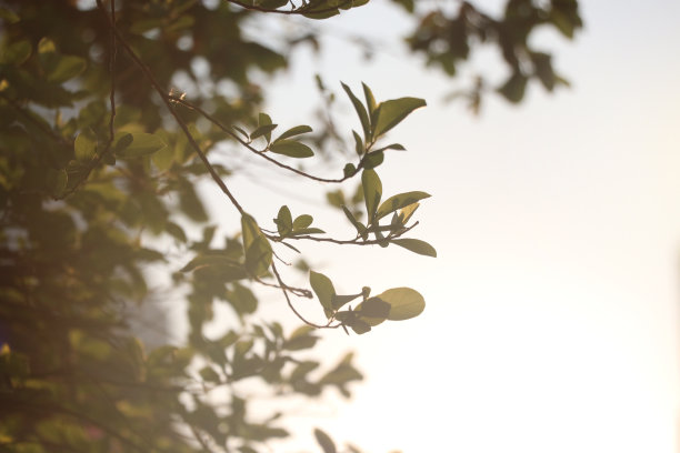 剪影的嫩叶与日出的背景在城市春天的时间图片下载