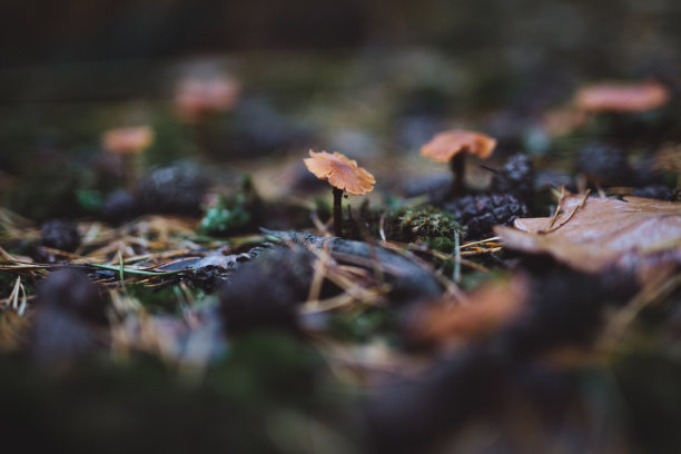 地上的蘑菇图片下载