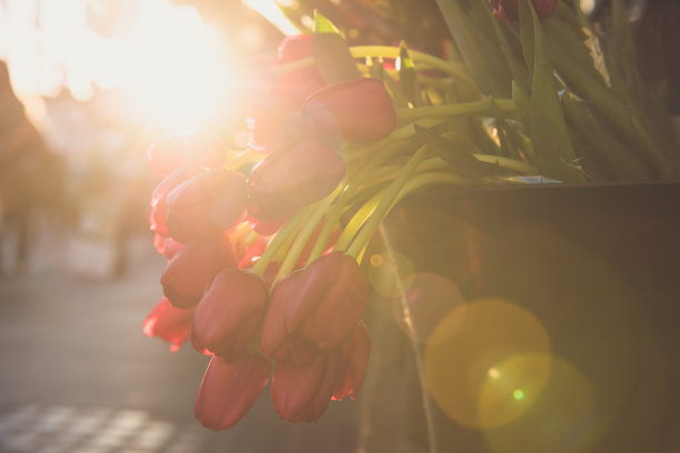 郁金香图片下载