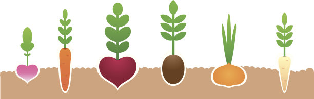 蔬菜从泥土中生长的插图图片下载