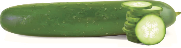 黄瓜——矢量图图片下载