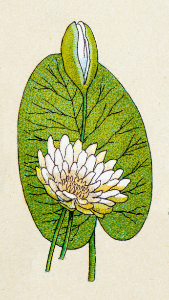 白莲(Nymphaea alba)，植物仿古插图图片下载