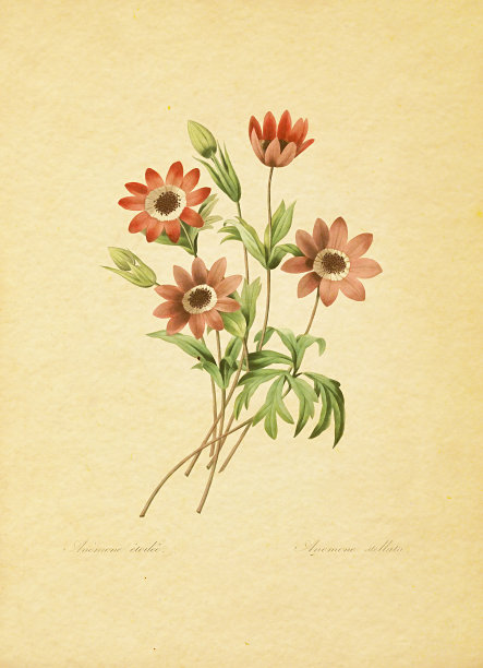 银莲花|古董花卉插图图片下载