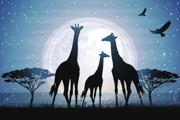 在蓝月亮的映衬下，三只长颈鹿在大草原上狩猎图片下载