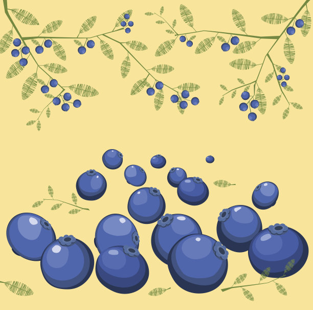 蓝莓背景与Tigs，树叶和浆果图片下载