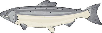 大马哈鱼图片下载