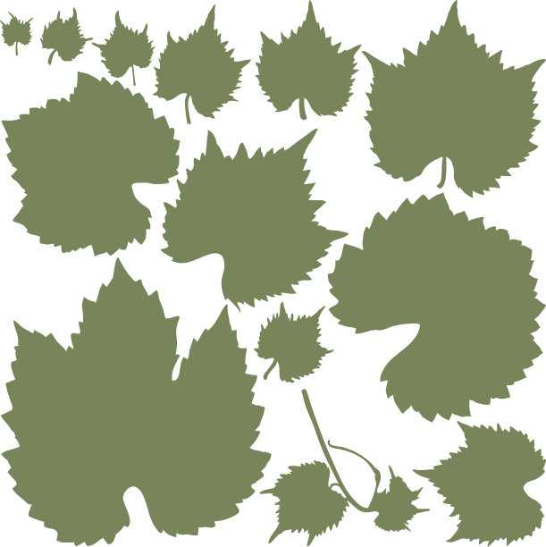 种植葡萄的叶子图片下载