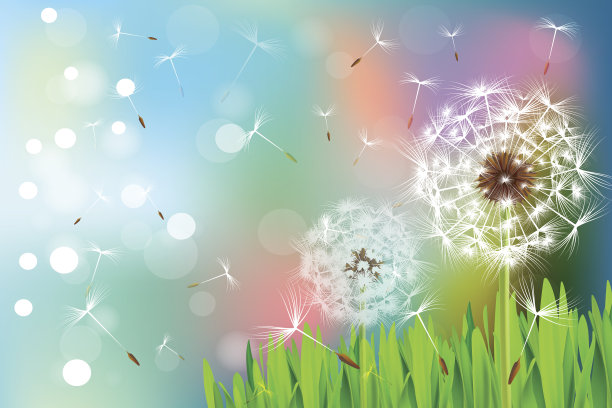 蒲公英图片下载