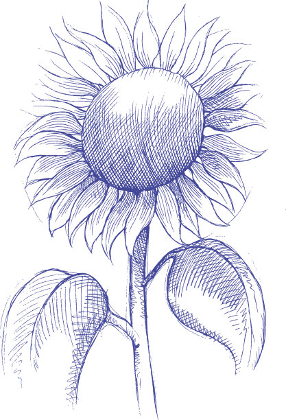 向日葵图片下载