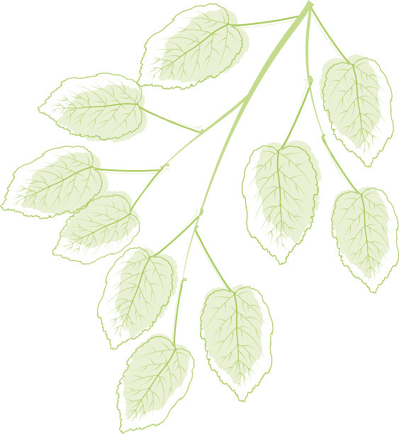 春天的分支图片下载