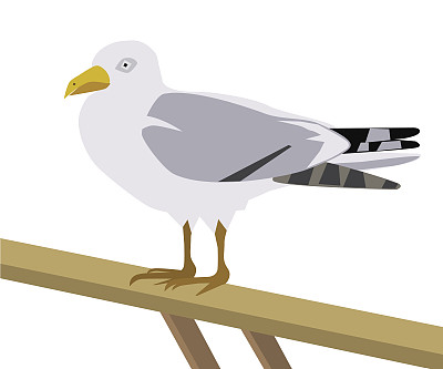 海鸥站在一根木横木上，白色的横木孤立着图片下载