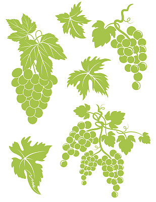 一组简单的葡萄串和叶子图片下载
