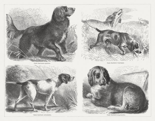 猎犬，木刻，1876年出版图片下载