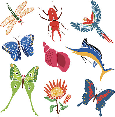 热带动物和昆虫图片下载