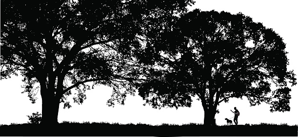 夏天的树图片下载