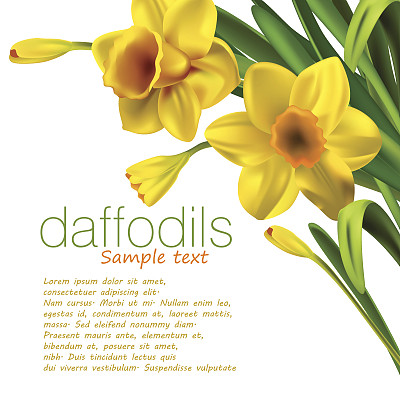 孤立的白色水仙花图片下载