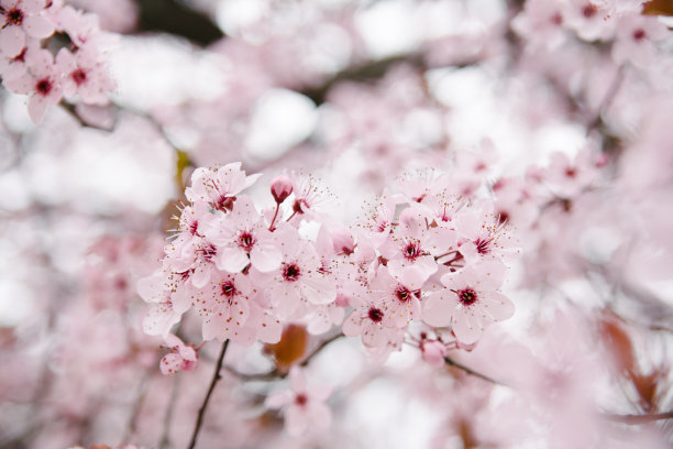 美丽的樱花在焦点。图片下载