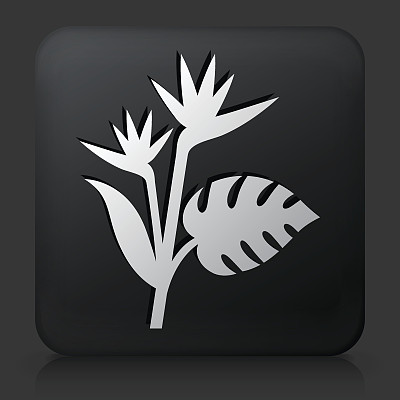 黑色方形按钮与外来植物图片下载