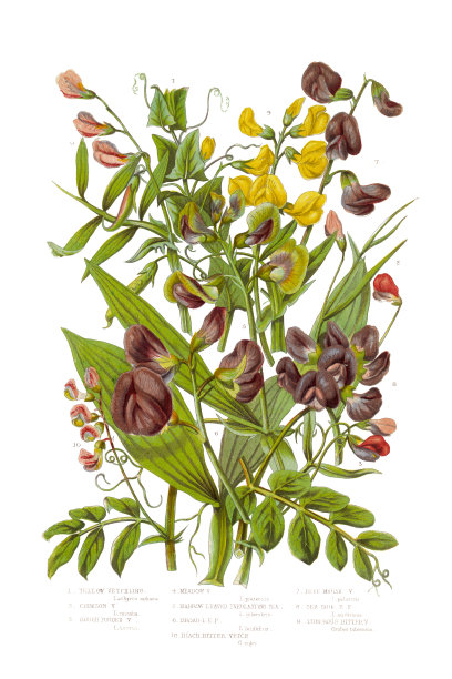 黄色和黑色苦豌豆和豌豆维多利亚植物学插图图片下载