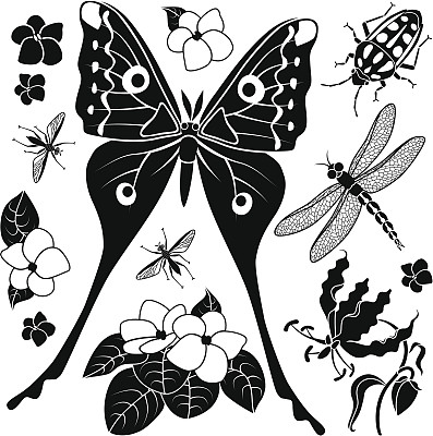 热带昆虫及植物图片下载