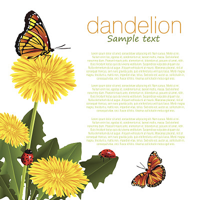 蒲公英图片下载